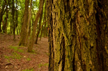 Ecosystem Tree Woodland Forest