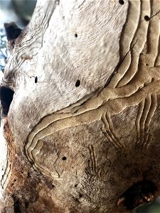 Close Up Tree Wood Rock photo