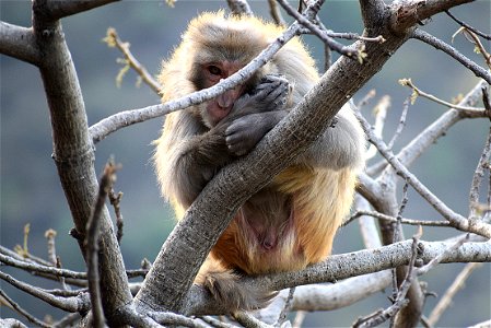 Fauna Mammal Macaque Tree