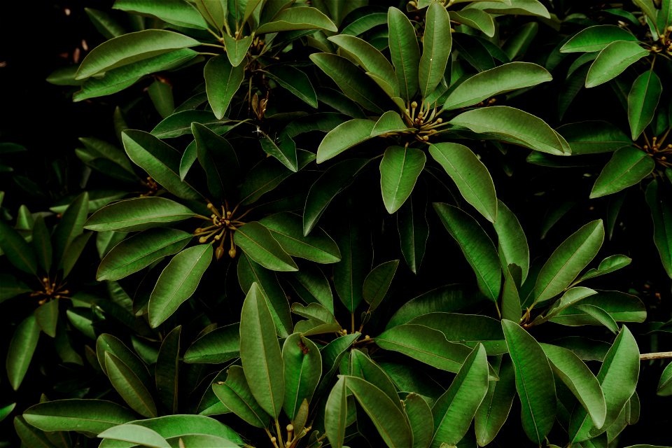 Close-up Photo Of Green Leaves photo