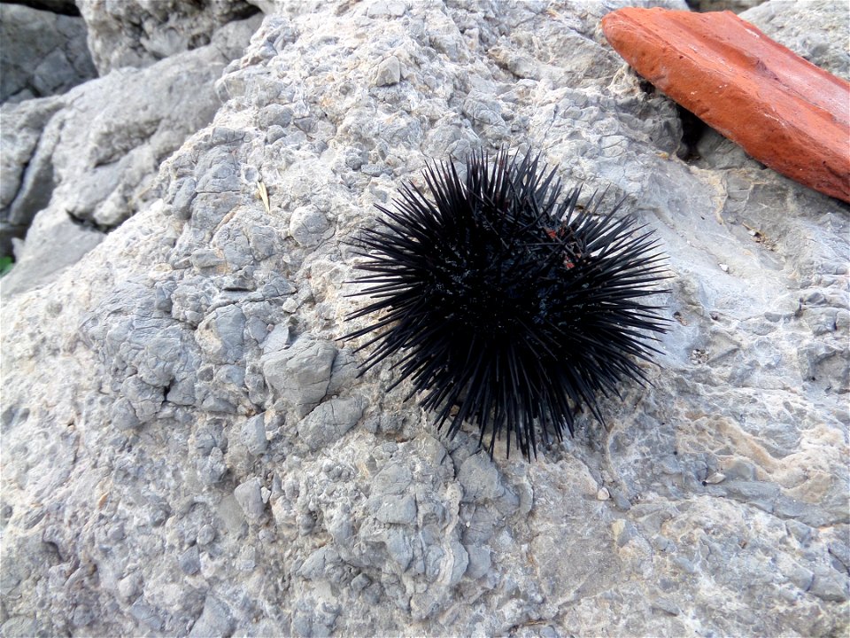 Porcupine Invertebrate Sea Urchin Rock