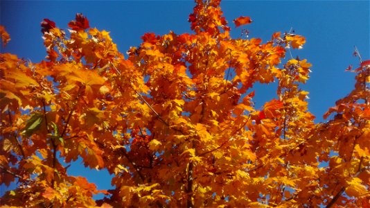 Autumn Tree Leaf Sky photo
