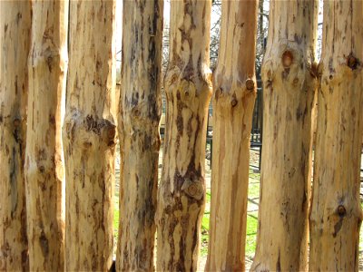 Wood Trunk Tree Lumber photo