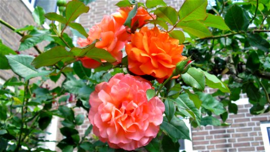 Rose Rose Family Plant Flower