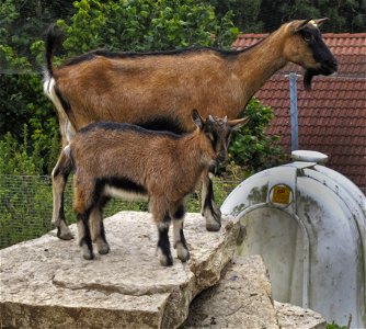 Goats Goat Fauna Cow Goat Family photo