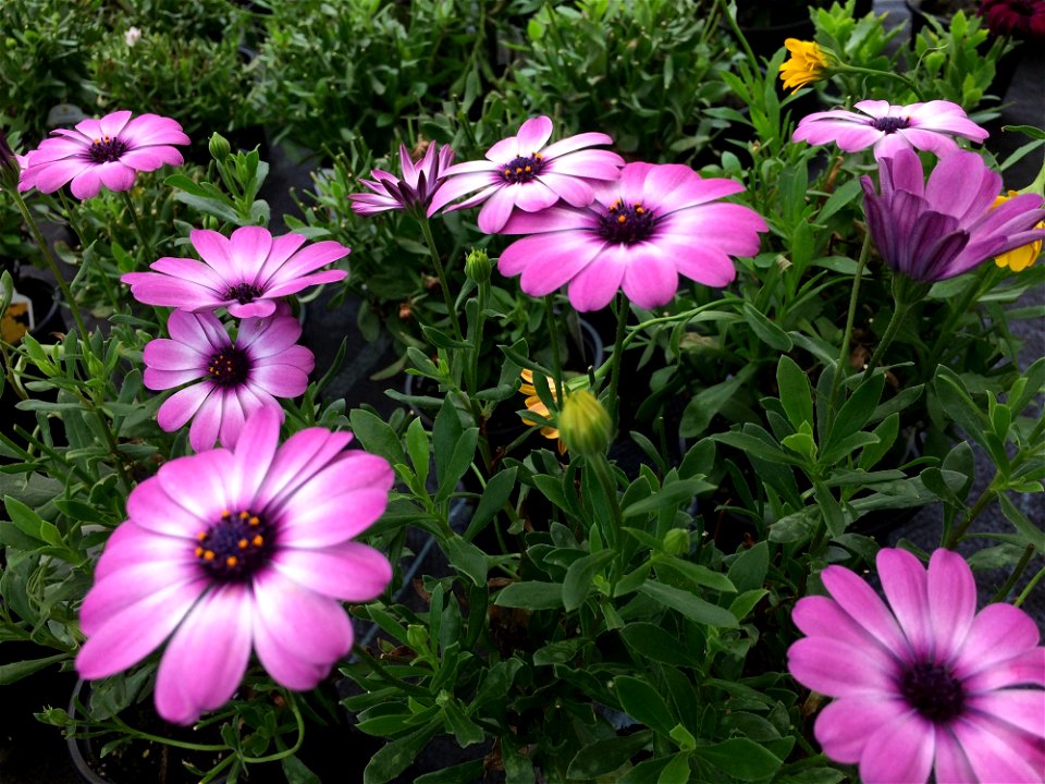 Flower Plant Flora Flowering Plant