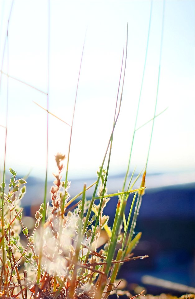 Water Plant Flora Grass Family