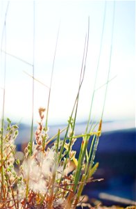 Water Plant Flora Grass Family