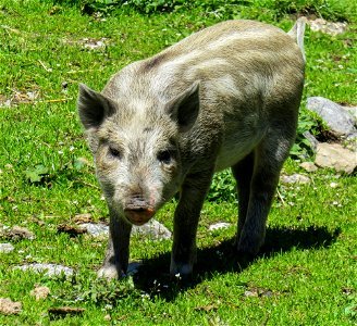 Pig Like Mammal Pig Mammal Fauna photo