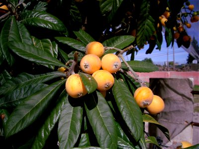 Fruit Plant Fruit Tree Produce