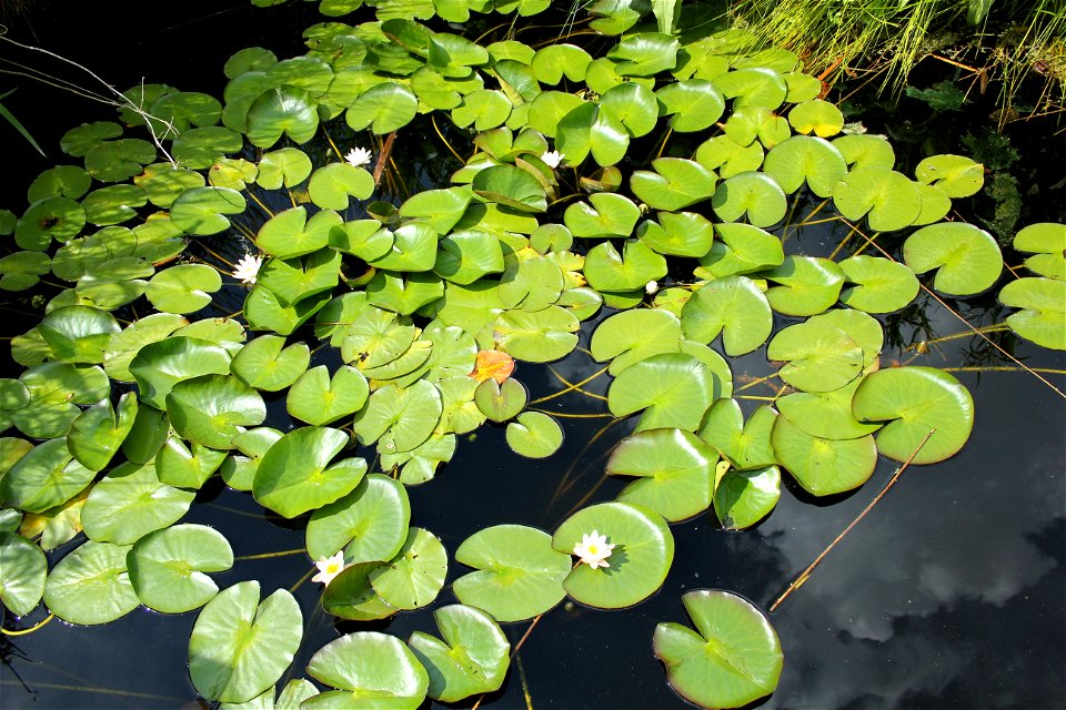 Plant Leaf Aquatic Plant Flora
