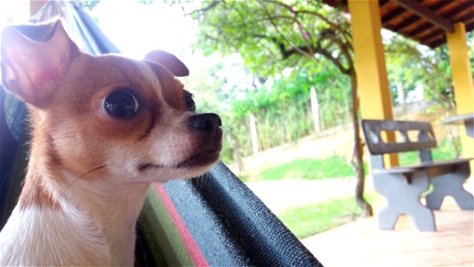 Dog Dog Like Mammal Dog Breed Chihuahua photo