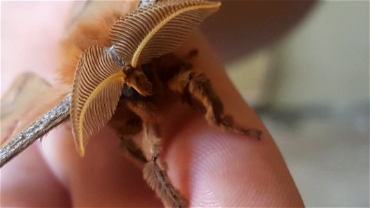Insect Invertebrate Finger Close Up