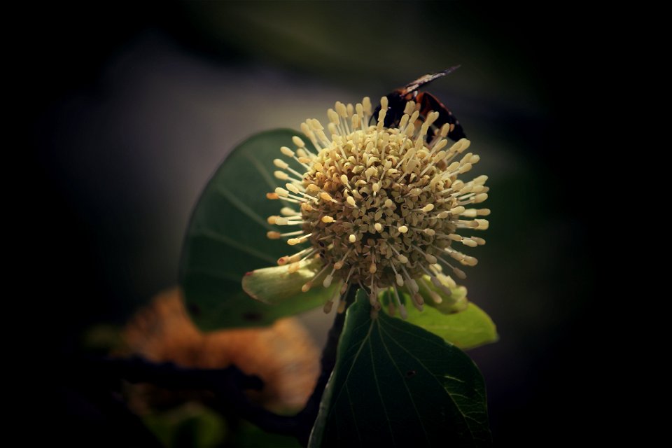 Flower Close Up Flora Pollen