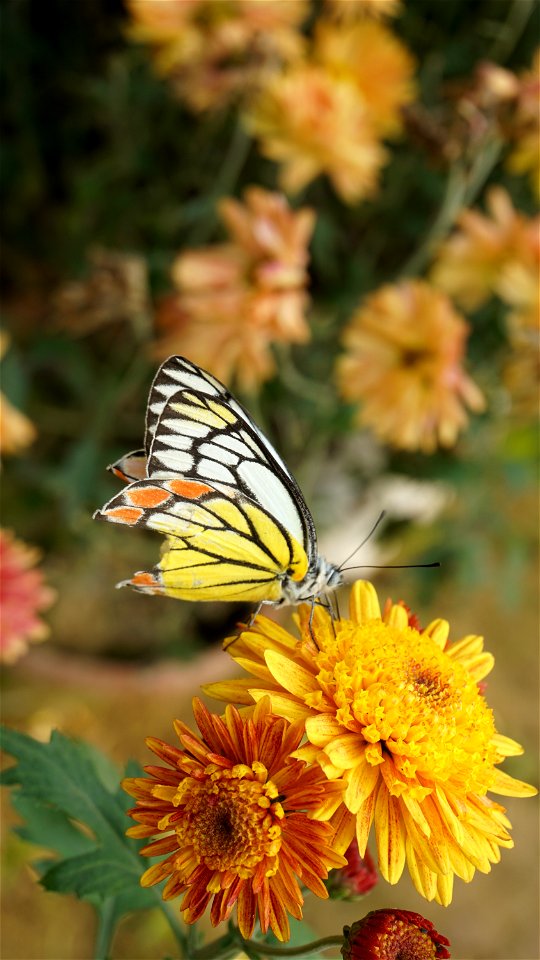 Butterfly Flower Moths And Butterflies Yellow