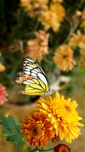 Butterfly Flower Moths And Butterflies Yellow photo