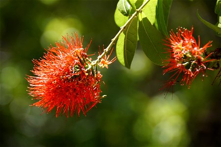 Rambutan Flora Vegetation Plant