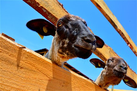 Goats Sky Horn Snout photo