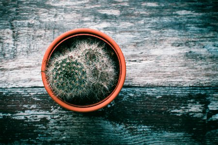 Green Cactus Plant Potted In Brown Pot photo