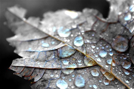 Close Up Photography Of Water Dew On Brown Maple Leaf photo