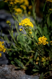 Flower Plant Yellow Flora