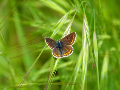 Butterfly Insect Lycaenid Moths And Butterflies photo