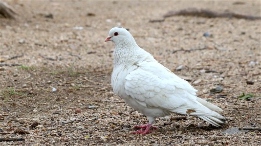 Bird Pigeons And Doves Beak Fauna photo