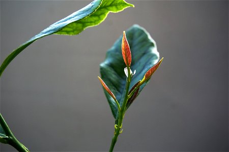 Plant Flora Leaf Close Up