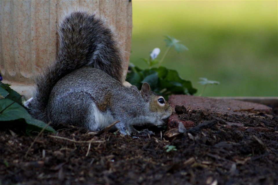 Squirrel Fauna Mammal Fox Squirrel photo