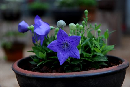 Plant Flower Flora Violet Family