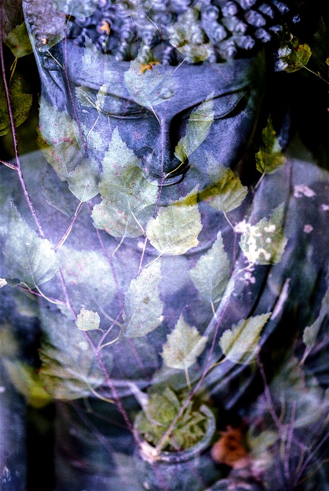 Plant Flora Purple Flower