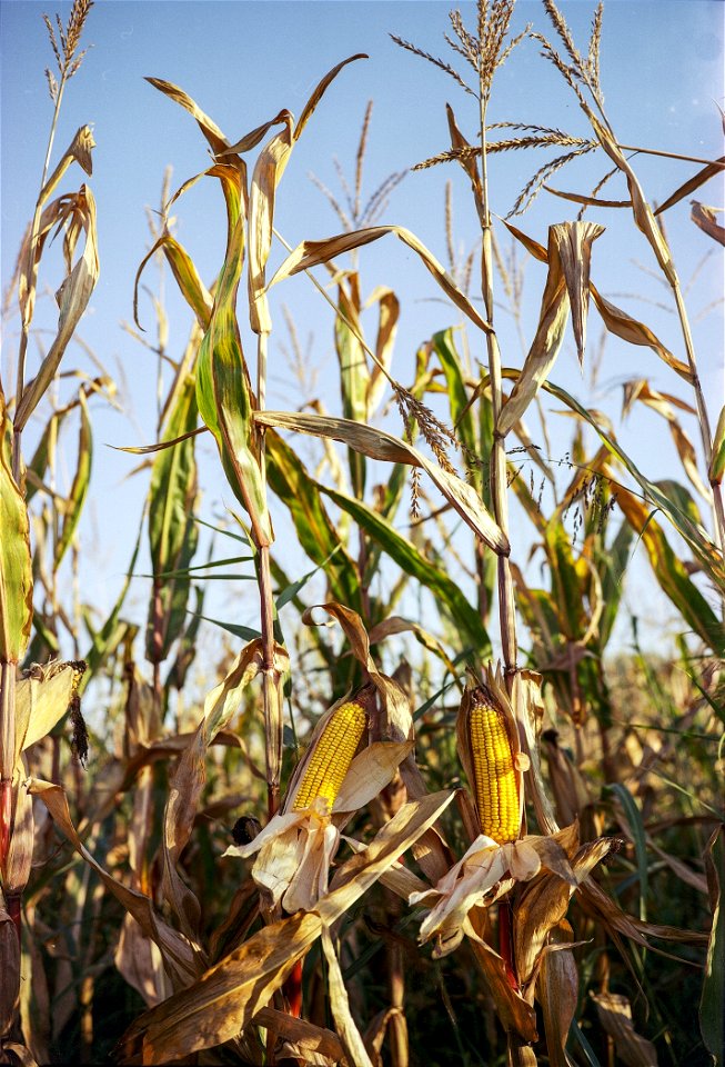 Plant Food Grain Crop Flora