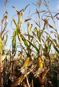 Plant Food Grain Crop Flora