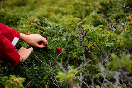 Person Holding Fruit On Plant photo