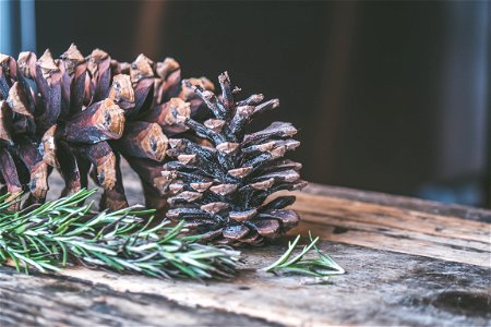 Two Brown Pine Cones On Brown Wooden Surface photo