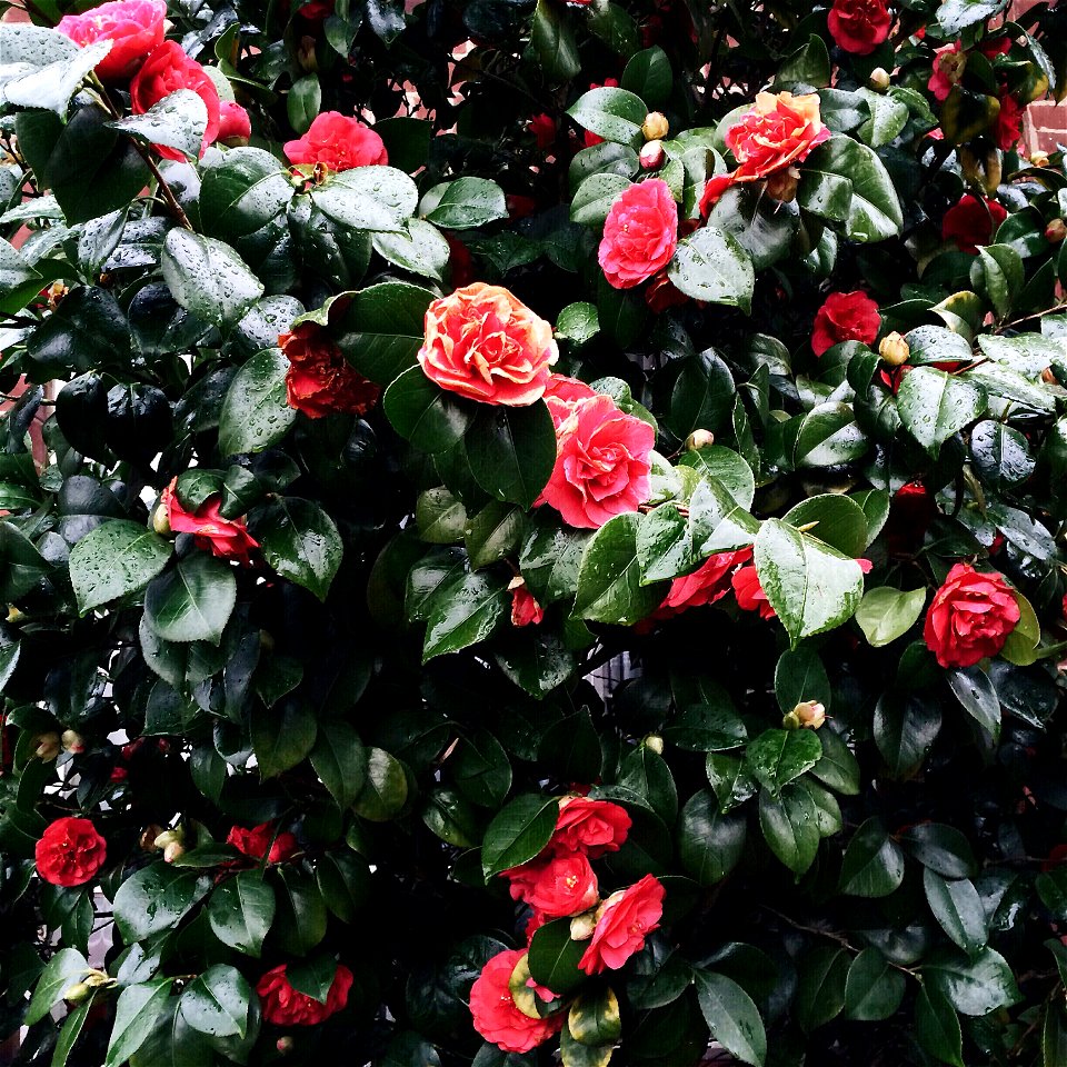 Pink Flower Plant