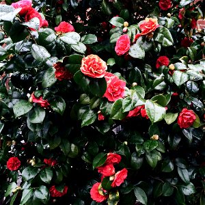 Pink Flower Plant