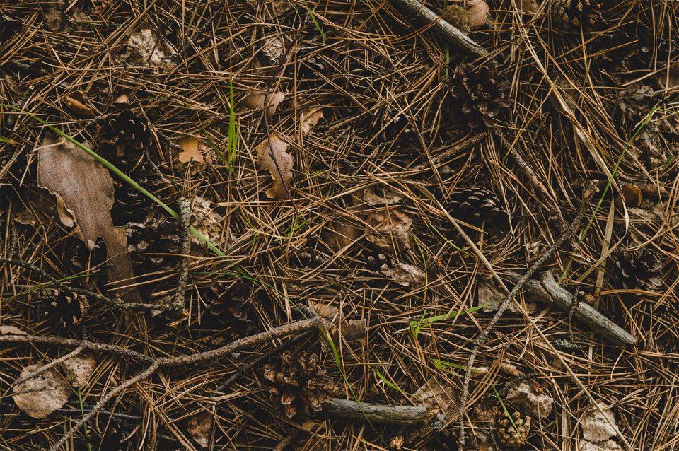Photography Of Twigs On The Ground photo