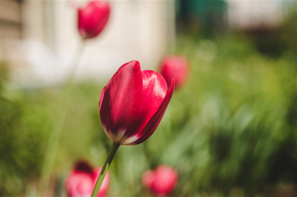 Red And White Tulips