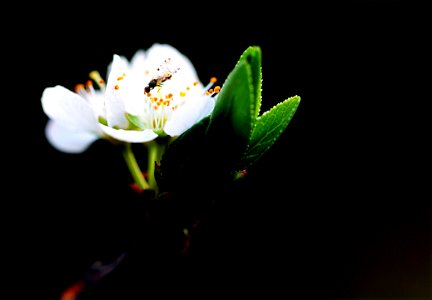 Macro Shot Photography Of White Flower