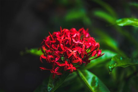 Close-up Photography Of Red Flowers photo