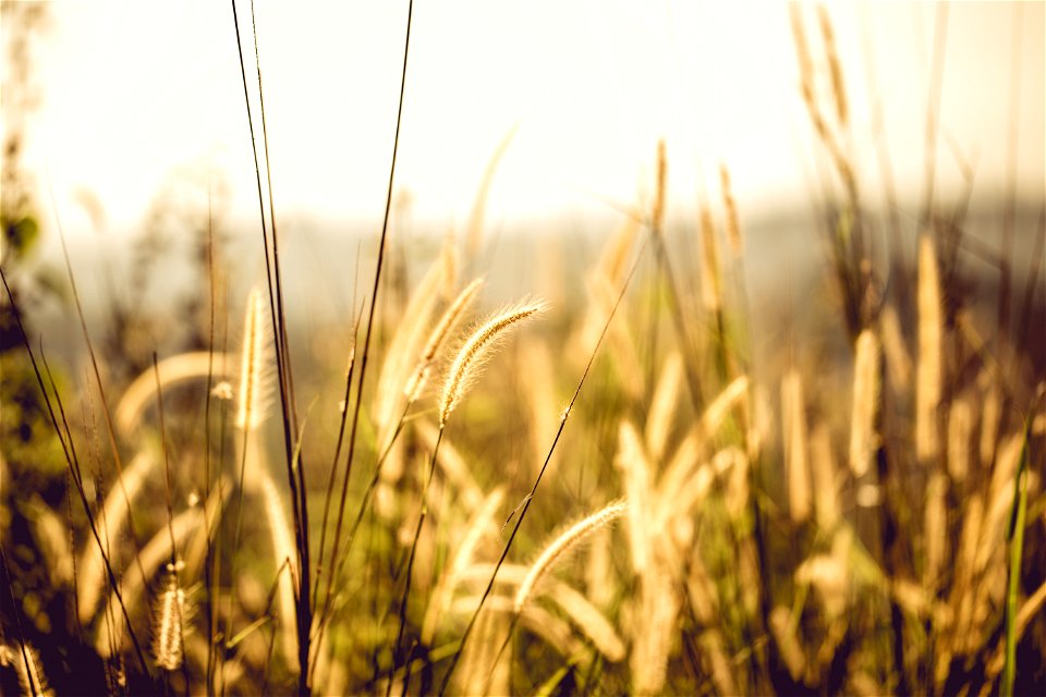 White Fountain Grass photo