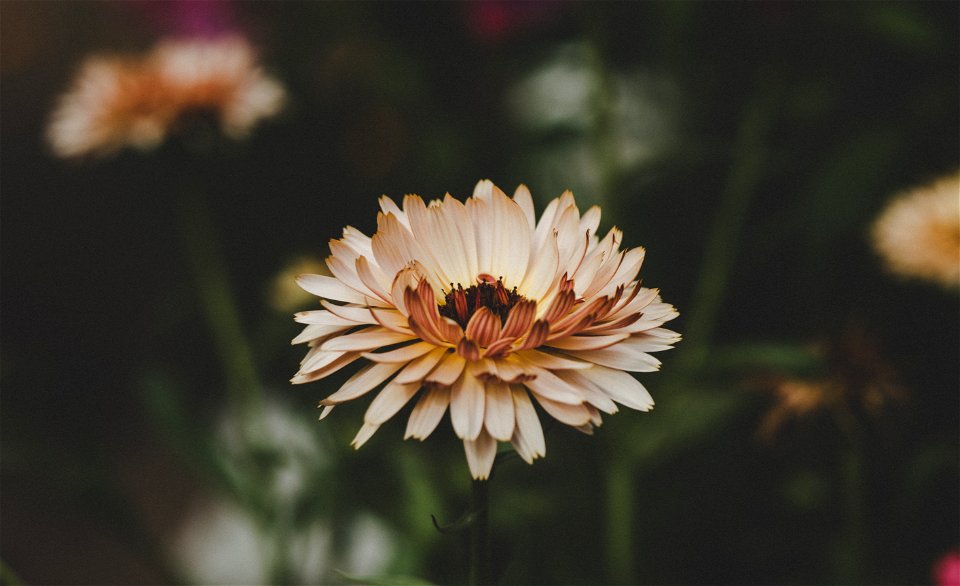 Aster Flowers photo