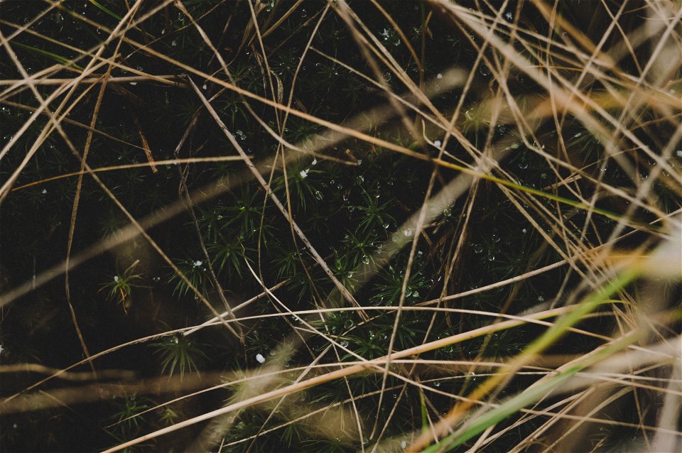 Shallow Focus Photo Of Plants