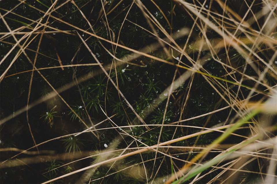 Shallow Focus Photo Of Plants photo