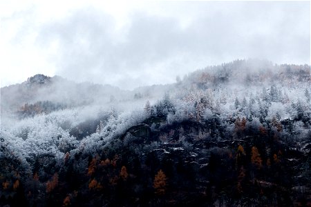 Mountain Surrounded By Trees With Snows photo