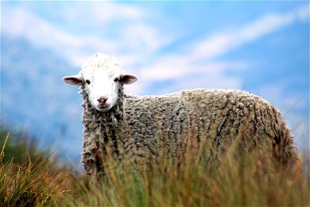 Brown Sheep On Grass In Auto Focus Photography photo