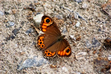 Brown And Orange Butterfly photo