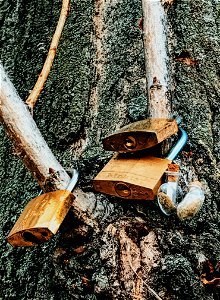 Three Brass Padlocks On Tree Branch photo