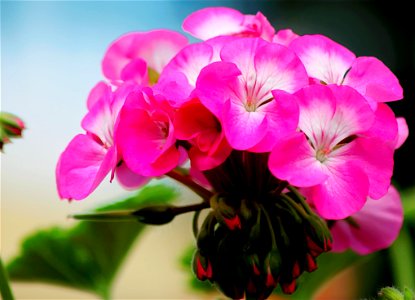 Close-up Photo Of Blooming Pink Petaled Flowers photo